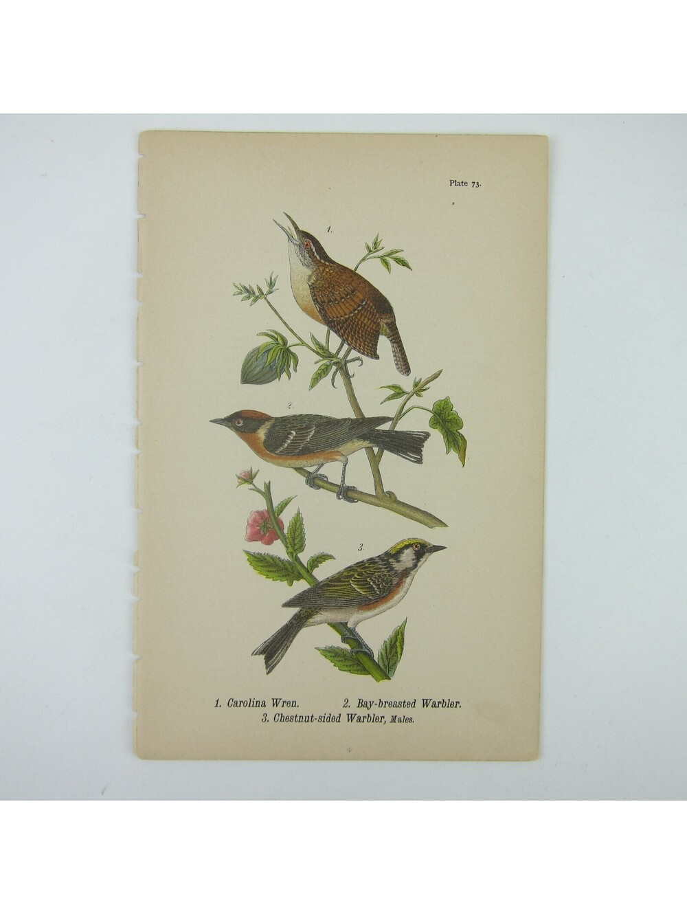 Bird Litho Print Carolina Wren Bay-breasted Warbler Chestnut-sided Antique 1890